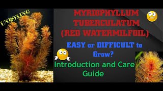 Myriophyllum tuberculatum Introduction and CareRed WatermilFoil myriophyllumtuberculatum [upl. by Otinauj]