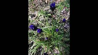 Muscari neglectum ή Μούσκαρι το παραμελημένο [upl. by Nibot]