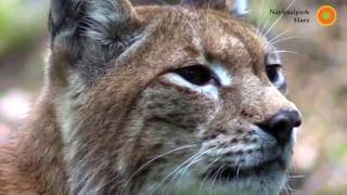 Luchse erleben im Nationalpark Harz [upl. by Oznarol]