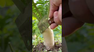 Harvesting Fresh Radish Leaves organic garden harvest satisfying viralvideo radishleaves [upl. by Kunin]