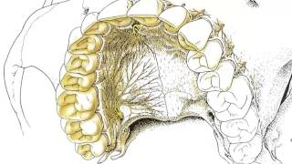 Dentistry Anaesthesia LTI 2 Maxillary Anaesthesia Buccal and Palatal Infiltration Preclinica [upl. by Sarazen]