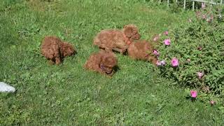 Toy Poodle Puppies For Sale [upl. by Lilyan524]