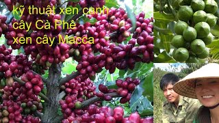 Kỹ thuật xen canh  Cây Cà Phê xen Macca  Anh nông dân [upl. by Adachi65]