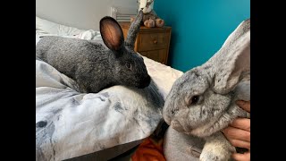 Lapins géants rencontre amoureuse  GIANT RABBITS LOVE STORY so cute [upl. by Ahsaeym]