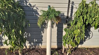 Harvest Time Carrot In A Pipe Experiment 112724 [upl. by Ttayw]