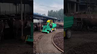 Automated Cow Farm in China Makes MILLIONS Growing Mushrooms 🍄💰 [upl. by Naimad]