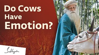 Do Cows Have Emotion  Sadhguru [upl. by Tasiana]