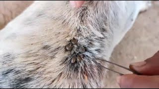 Get Removing ticks from Dog [upl. by Rockefeller723]