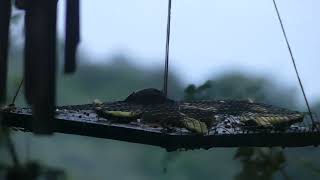 Bat on fruit feeder shorts [upl. by Sitnerp410]