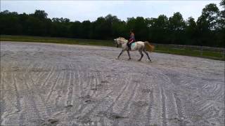 Arabian Sport Horse Mare For Sale Maya Dancer [upl. by Akiv]