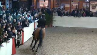 ♂ Chacco Blue jumping stallion Mecklenburg by Chambertin [upl. by Anile]