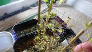 Drosera auriculata [upl. by Guimond]