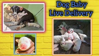 Dog Baby Delivery  Pakistani Bully Dog Baby [upl. by Manheim]