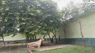 Alipore Zoological Garden Alipore Zoo Kolkata West Bengal October 1 2024 [upl. by Nesral]