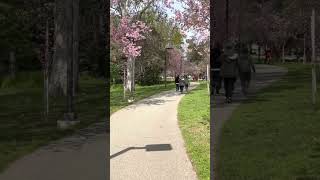 Schabarum park cherry blossom 2023 [upl. by Notyep]