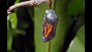 Monarch butterfly emerging time lapse Emergence is called eclosion Metamorphosis takes 812 days [upl. by Edya]