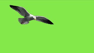 GREEN SCREEN Seagull birds Flying effects HD No copyright  chroma key bird seagull [upl. by Muslim]