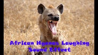 Animal Sounds African Hyenas Laughing Sound Effect [upl. by Eihpos]