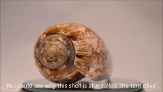 TOP 10 most beautiful shells of the world  HD 1080p video [upl. by Shimkus499]