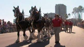 Person of the Week Budweiser Clydesdales Team [upl. by Orola]