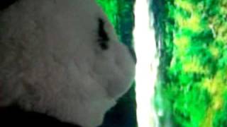 Baby Panda sneezes on Justin Bieber [upl. by Claudine]