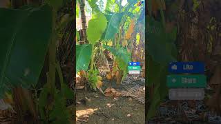 Farmers harvest fresh coconuts boykingtv farming satisfying [upl. by Louis]