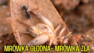 KARMIENIE WSZYSTKICH MOICH MRÓWEK 🐜 🦗 [upl. by Scevor]