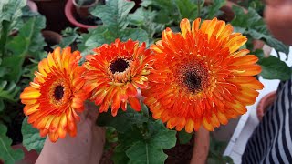 How to Grow and Care Gerbera Plant  Care of Gerbera Plant [upl. by Nylsaj582]