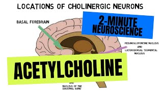 2Minute Neuroscience Acetylcholine [upl. by Zoi]