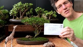 Starting an Acacia Bonsai from Seed April 2016 [upl. by Richardson]