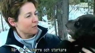 Amanda Burton in Black Bear Rescuepart 1  Idaho Black Bear Rehab Inc [upl. by Allenotna709]