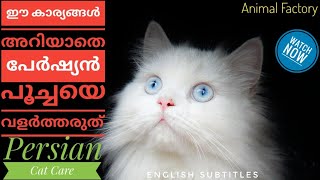 How to care Persian Cat  Malayalam  Animal Factory [upl. by Einhoj]