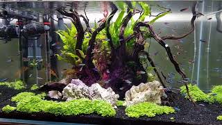 Aquarium scaping 10 month [upl. by Enilav137]