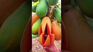 fruiting 🥭🍍🍒🥝🍓🍎plants farming garden fruited [upl. by Eliades703]