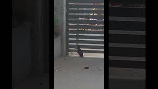 BABY CROW TRYING TO FLY PART 45 FUNNY VIDEO baby crow mom birds flying funny crows [upl. by Perseus]