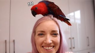 What Are Eclectus Parrots Like FUNNIEST MOMENTS [upl. by Nolahp]