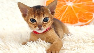 Abyssinian kitten plays with the camera while being filmed [upl. by Enomor]