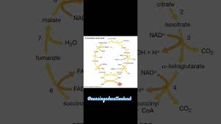 TRICARBOXYLIC ACID CYCLENursingeducationlandbiochemistrycyclesmedicalnursingpulsewaheguru [upl. by Eiggam741]