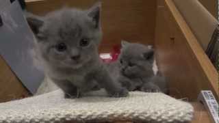 Chartreux Kittens [upl. by Antonina971]