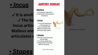 Auditory ossiclesear ossiclesauditoryossicles earossicles eartanatomyandphysiology [upl. by Aspia]