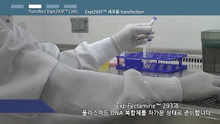 Transient HEK 293 Expression Protocol  한국어 [upl. by Almat284]