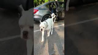 Dogs jump out of car BigBabyBoyos [upl. by Erminna]