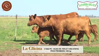 LA GLICINA  2 VACAS CCRIAS PC [upl. by Airet]