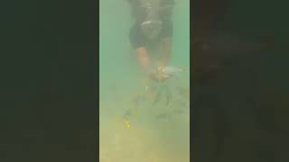 Fed fish Palawan Philippines [upl. by Cherey607]