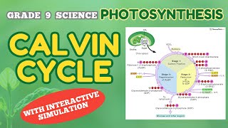 PHOTOSYNTHESIS CALVIN CYCLE  Grade 9 Science  BIOLOGY [upl. by Enelrats]