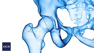 Types of synovial joint  OCR GCSE PE  Skeletal System 11 [upl. by Oicnecserc259]