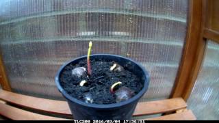 Time lapse video Planting the Future How to grow your Horse Chestnut trees Conker trees part 3 [upl. by Aima]