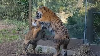 Sumatran Tigers  San Diego Safari Park [upl. by Spaulding989]