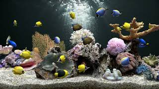 Fish Tank Aquarium in 4K  8 Hours  No Music Just Water Sounds  FOCUS and SLEEP [upl. by Dud705]