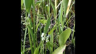 Plant Sagittaria in Pond Anhinga [upl. by Ttocserp454]